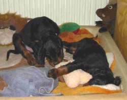 8 Wochen - Bibo (rechts) und Bruder Einstein